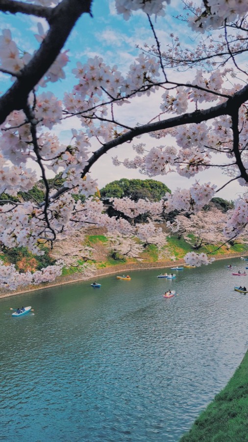 Cherry blossoms along a moat with rowboats in spring