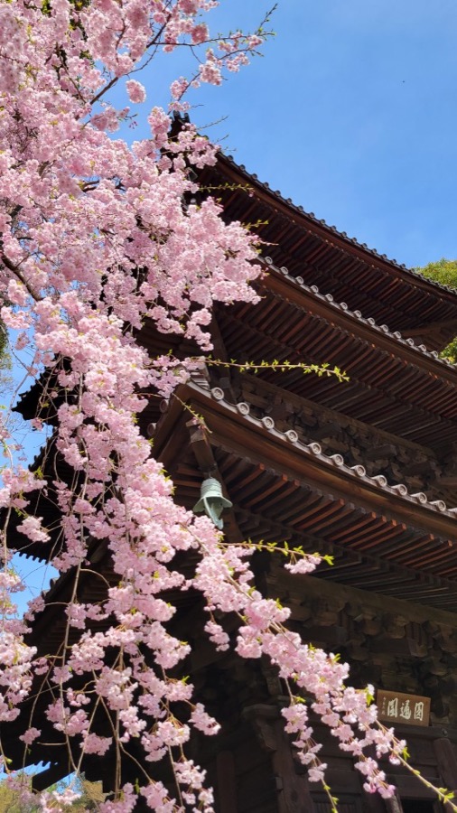 Cherry blossoms framing a wooden temple pagoda
